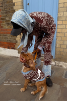 Chocolate Bandana Dog Jumper