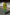Thumbnail for Lime Ombre Plisse Claudia Dress