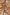 Thumbnail for Animal Cali Top