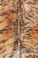 Animal Cali Top