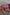 Thumbnail for Leopard Pony Trainer