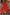 Thumbnail for caption_Model wears Red Broderie Mini Lola Dress in UK size 10/ US 6