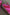 Thumbnail for Pink and Red Leather Trainer