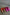 Thumbnail for Pink and Red Leather Trainer