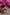 Thumbnail for Pink and Red Leather Trainer