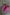 Thumbnail for Pink and Red Leather Trainer