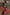 Thumbnail for Red Bandana Jeans Petite