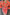 Thumbnail for Grapefruit Oversized Shirt - nfd-demo-dev