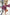 Thumbnail for Plum-Velvet-Burn-Out-Playsuit-£119