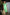 Thumbnail for Pineapple-Jaspre-£59