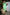 Thumbnail for Pineapple-Jaspre-£59